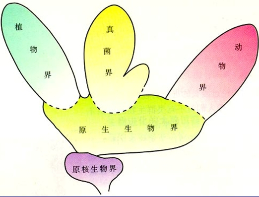 生物分类地位网站，数字化探索生命多样性的平台