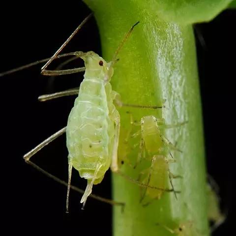 鳞翅目昆虫分类网站，探索生物世界的多彩奥秘