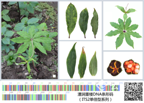 植物分类权威网站官网，探索植物世界的门户