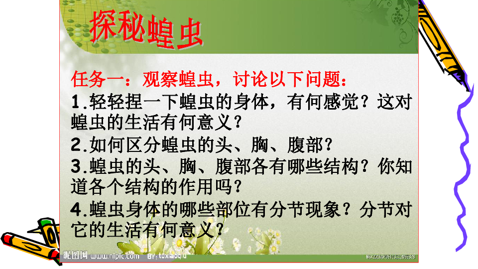 节肢动物分类网站全攻略，探索生物多样性的分类宝库