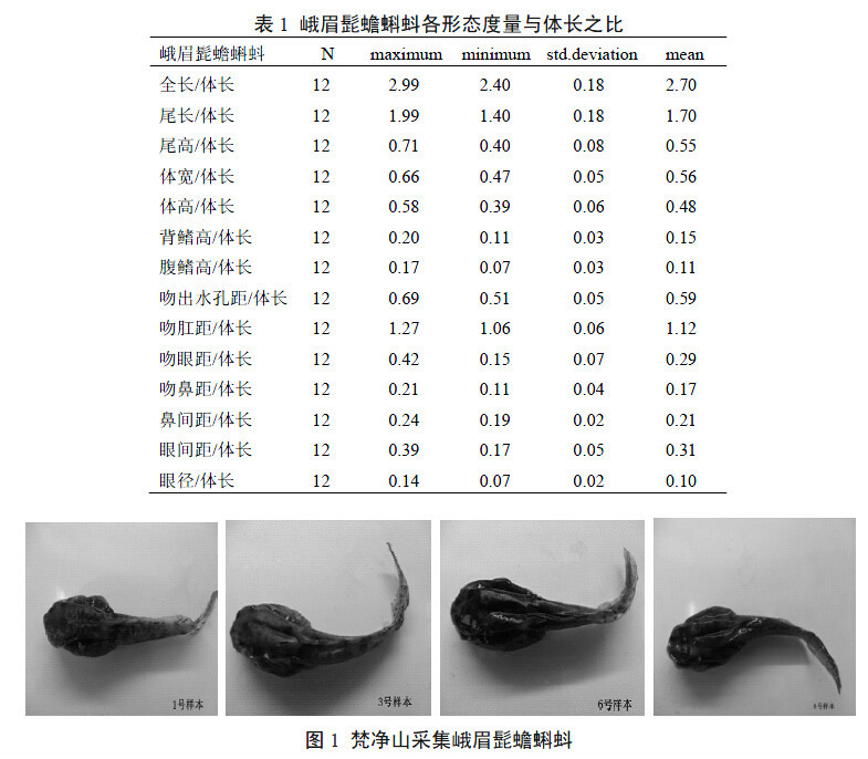 蝌蚪分类网站，智能分类新体验引领者