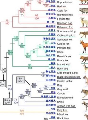 动物分类树网站，数字化探索生物多样性的独特平台