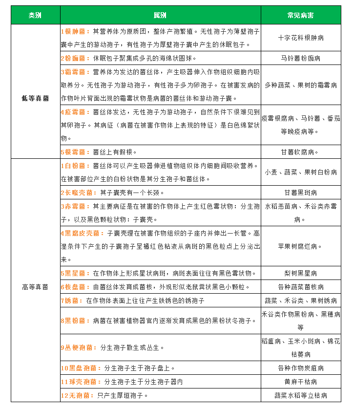 美国真菌分类网站，探索真菌世界的指南