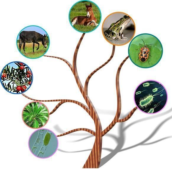 生物分类学网站，连接知识，探索生命多样性的奥秘