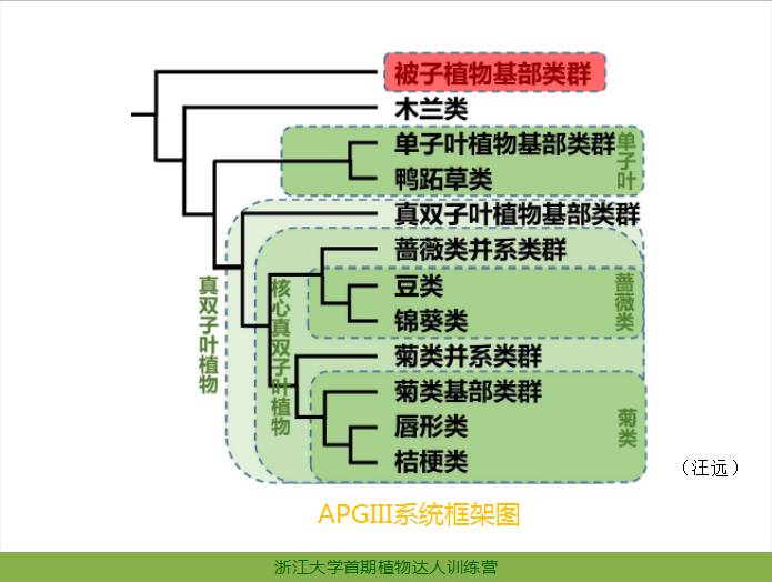 植物分类APG系统网站，探索植物世界的分类殿堂