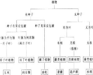 植物宝库探索，在线植物分类网站检索