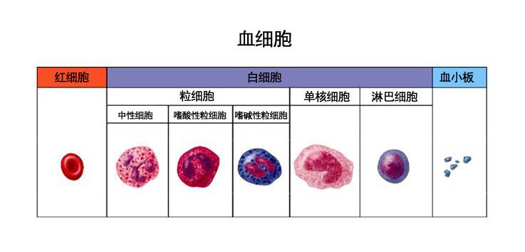 血细胞分类深入理解，教案网站图片与功能解析