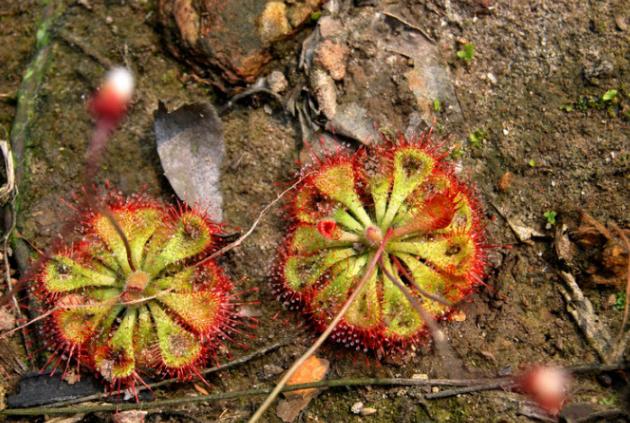 生物分类探索，植物动物数字化平台与生物多样性之旅