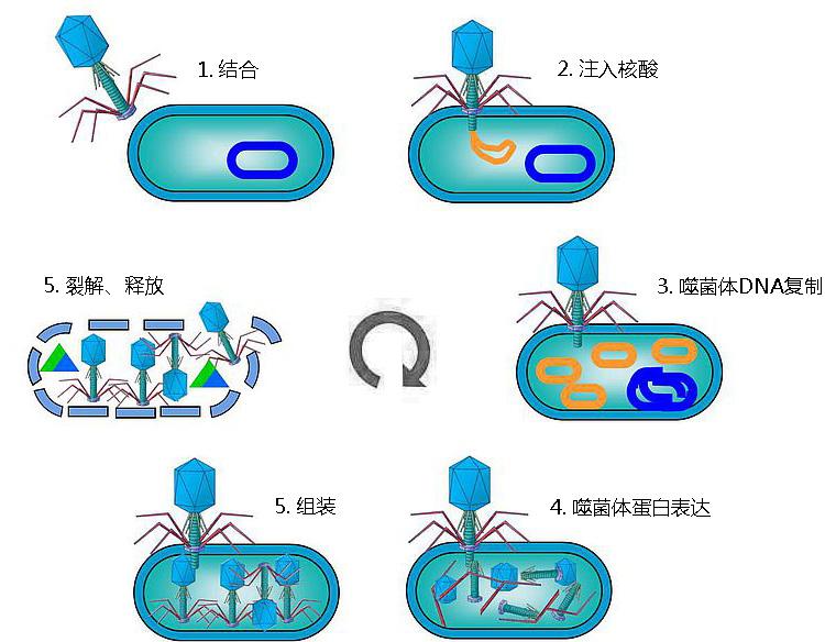 ICTV网站噬菌体分类研究与应用综述