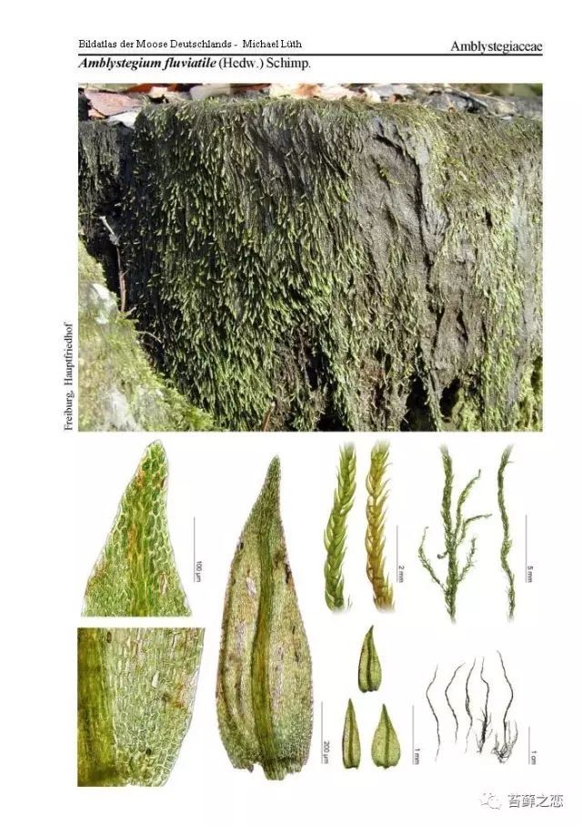 苔藓分类网站图谱，微观世界的探索指南