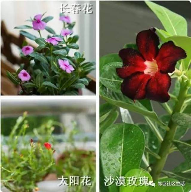 花卉品种分类网站大全，探索花卉世界的指南