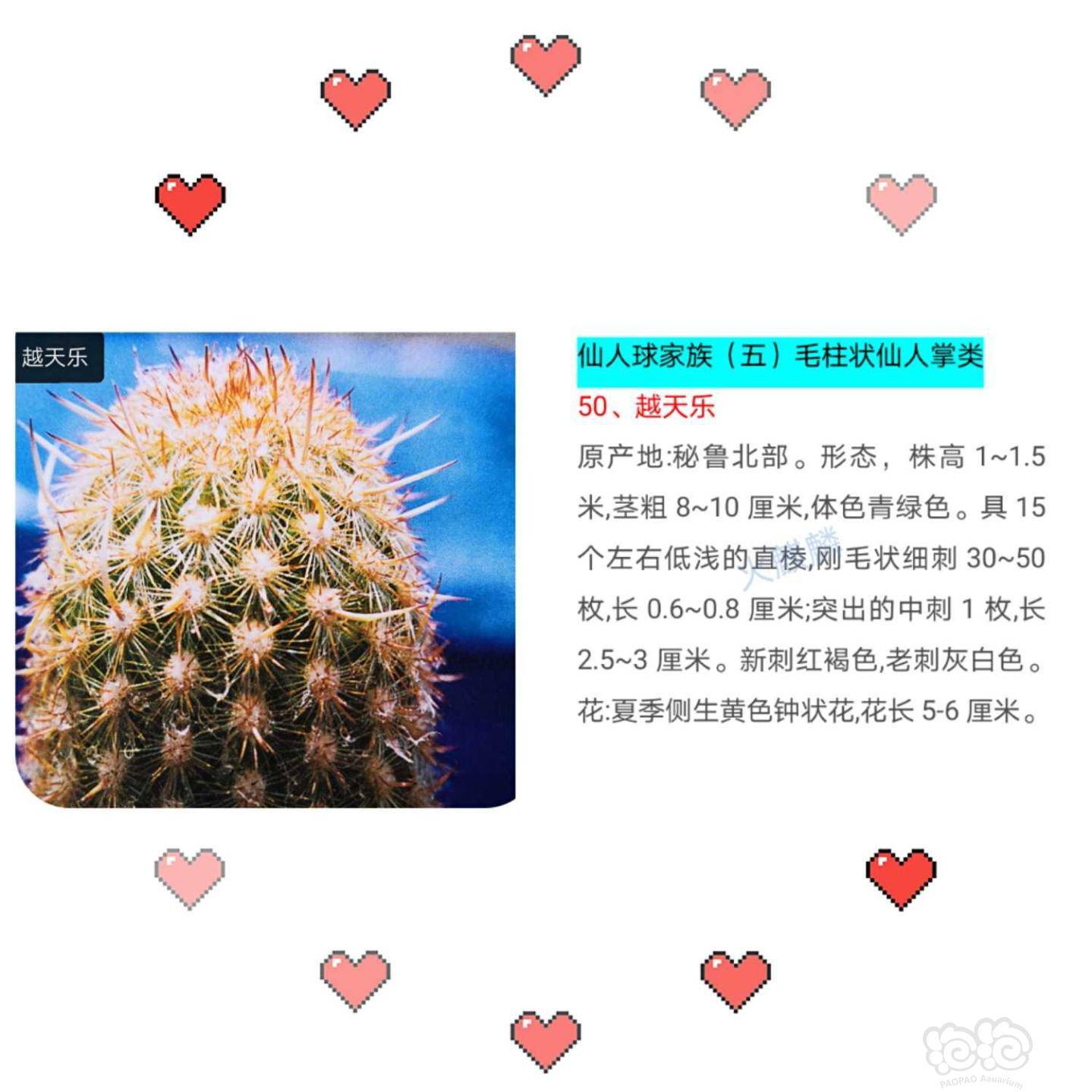 仙人球分类网站简介