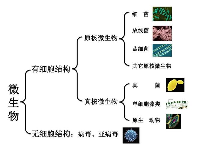 微生物分类单元网站图解，微观世界的探索指南