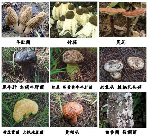 广通野生菌分类查询网站