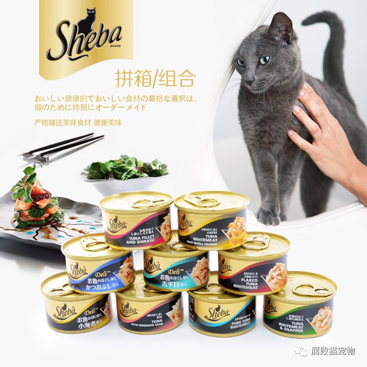 猫咪零食世界探索，封面设计展现猫咪美食门户